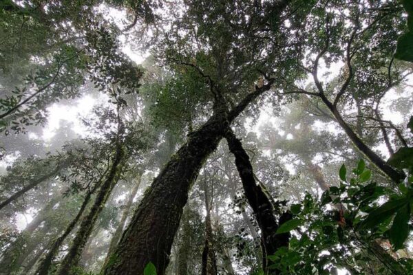 Doi Inthanon National Park 1 Day Tour - Image 8