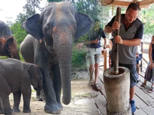 1 Day Elephant Care