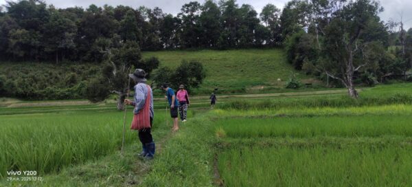 One day Elephant and hiking (Mae Wang Area) - Image 4