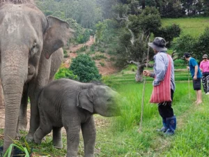 One day Elephant and hiking (Mae Wang Area)