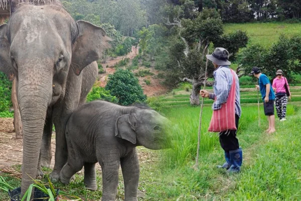 One day Elephant and hiking (Mae Wang Area)