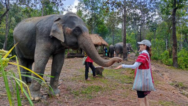 1 Day Elephant Care - Image 11