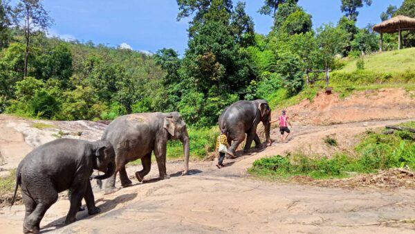 1 Day Elephant Care - Image 3