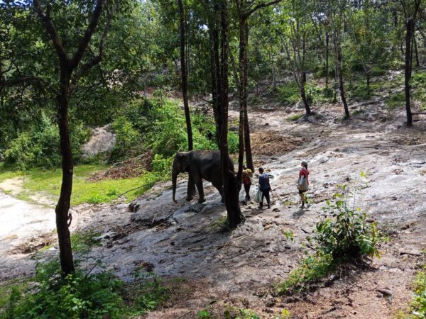 1 Day Elephant Care - Image 6