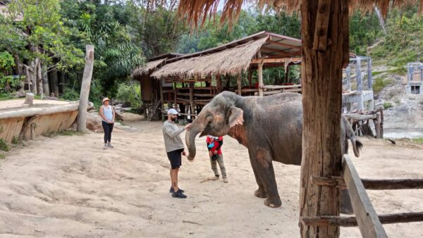 Half Day Elephant Care (Morning Tour) - Image 13