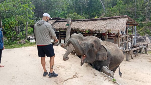 1 Day Elephant Care + Sticky Waterfall - Image 3