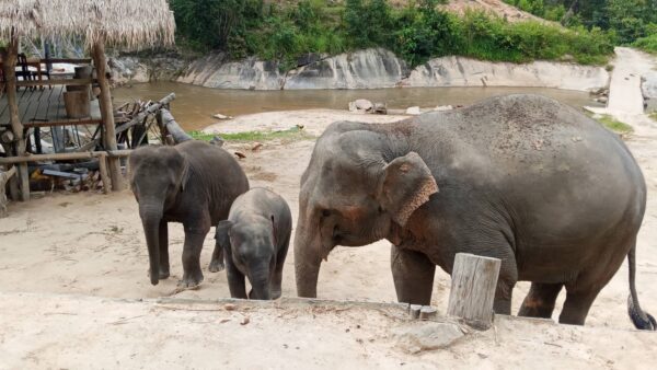 Doi Inthanon National Park Hiking+ Elephant Care - Image 8