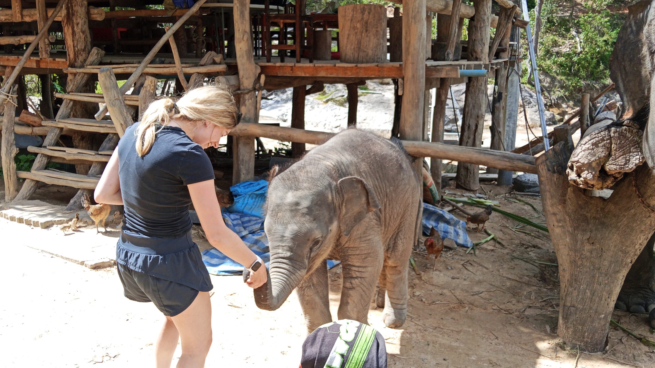 Doi Inthanon National Park Hiking+ Elephant Care - Image 29