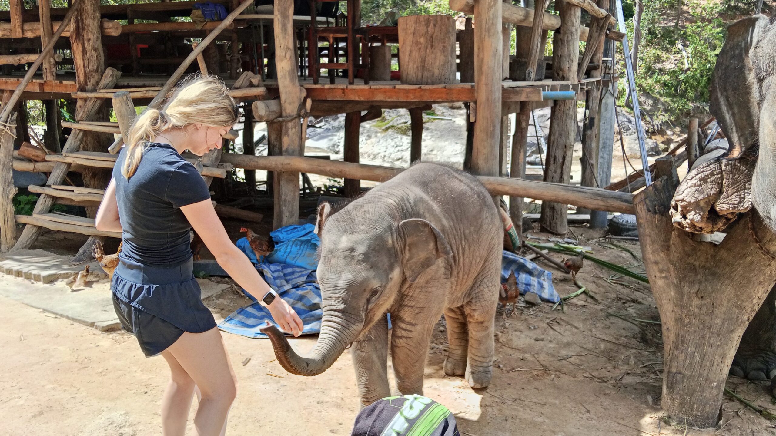 Doi Inthanon National Park Hiking+ Elephant Care - Image 30