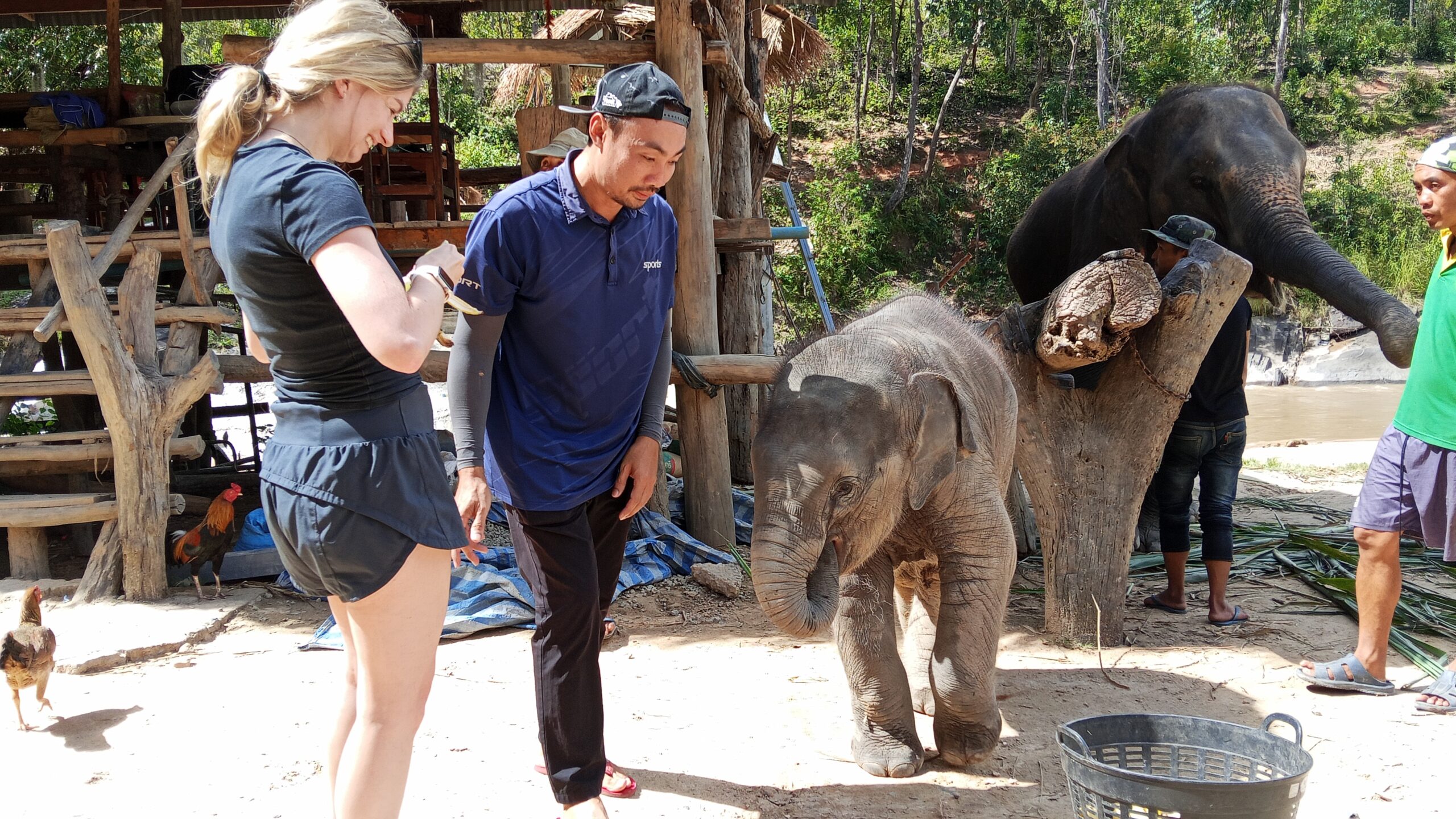 Doi Inthanon National Park Hiking+ Elephant Care - Image 32