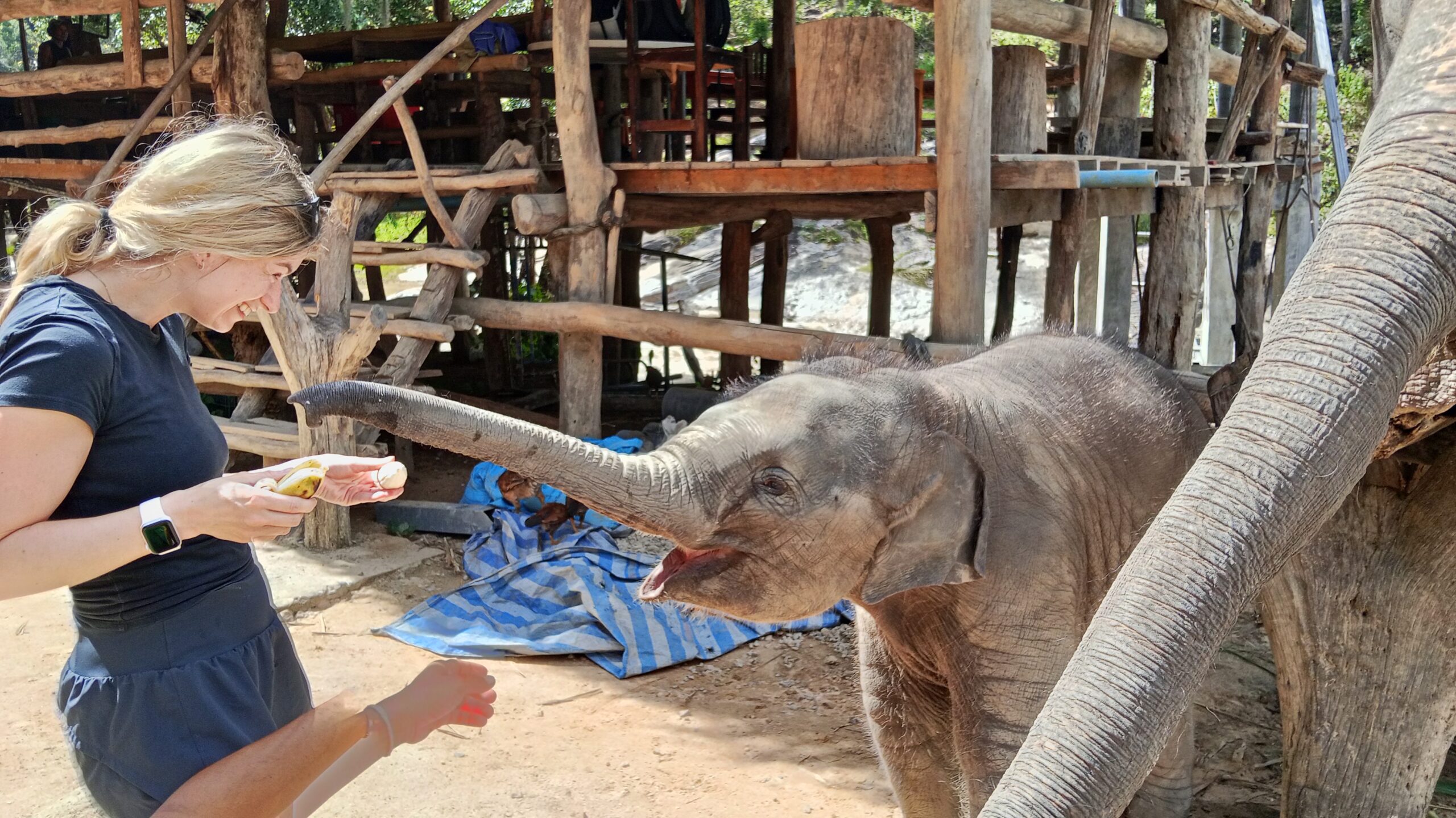 Doi Inthanon National Park Hiking+ Elephant Care - Image 33
