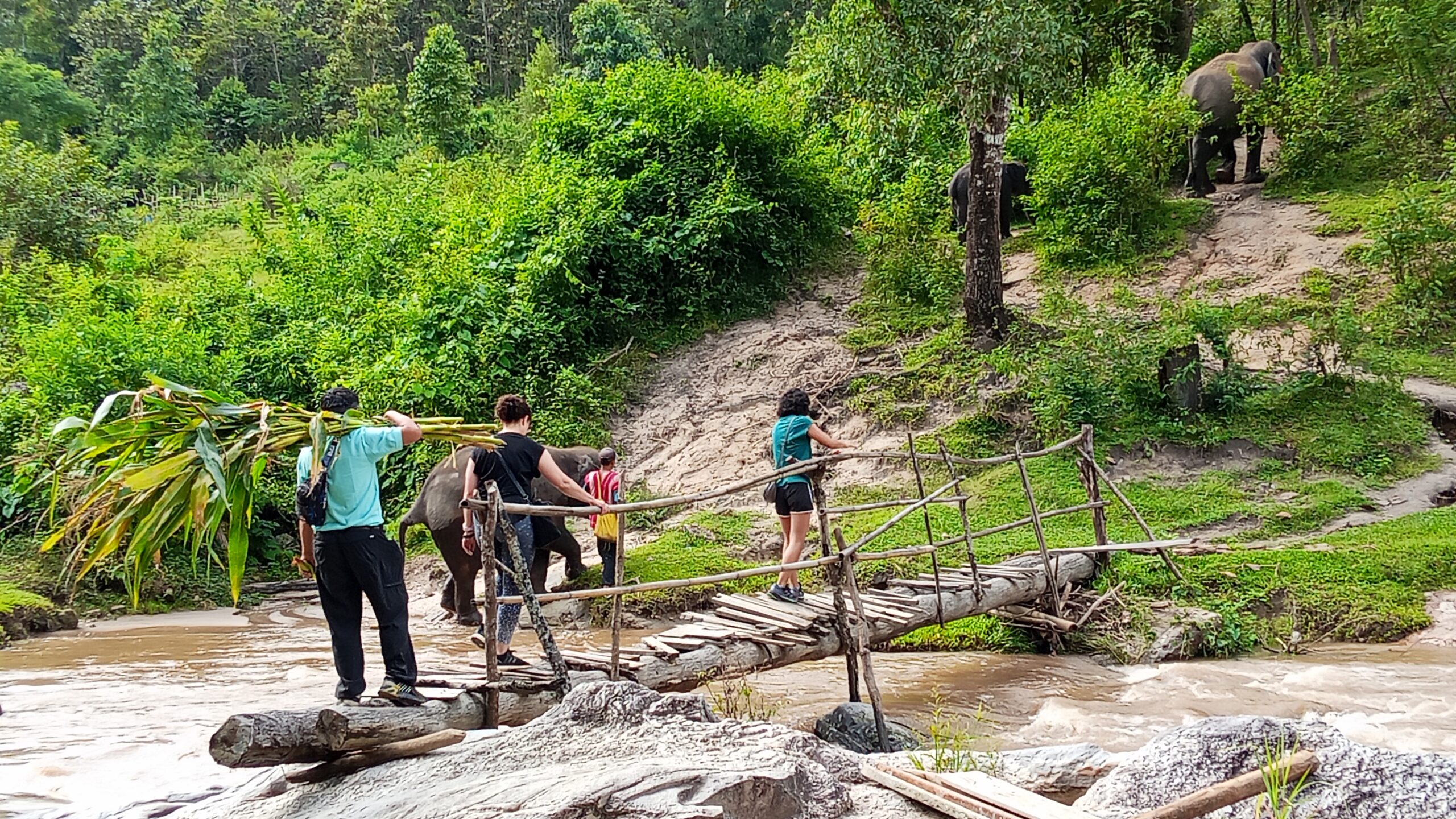 Doi Inthanon National Park Hiking+ Elephant Care - Image 23
