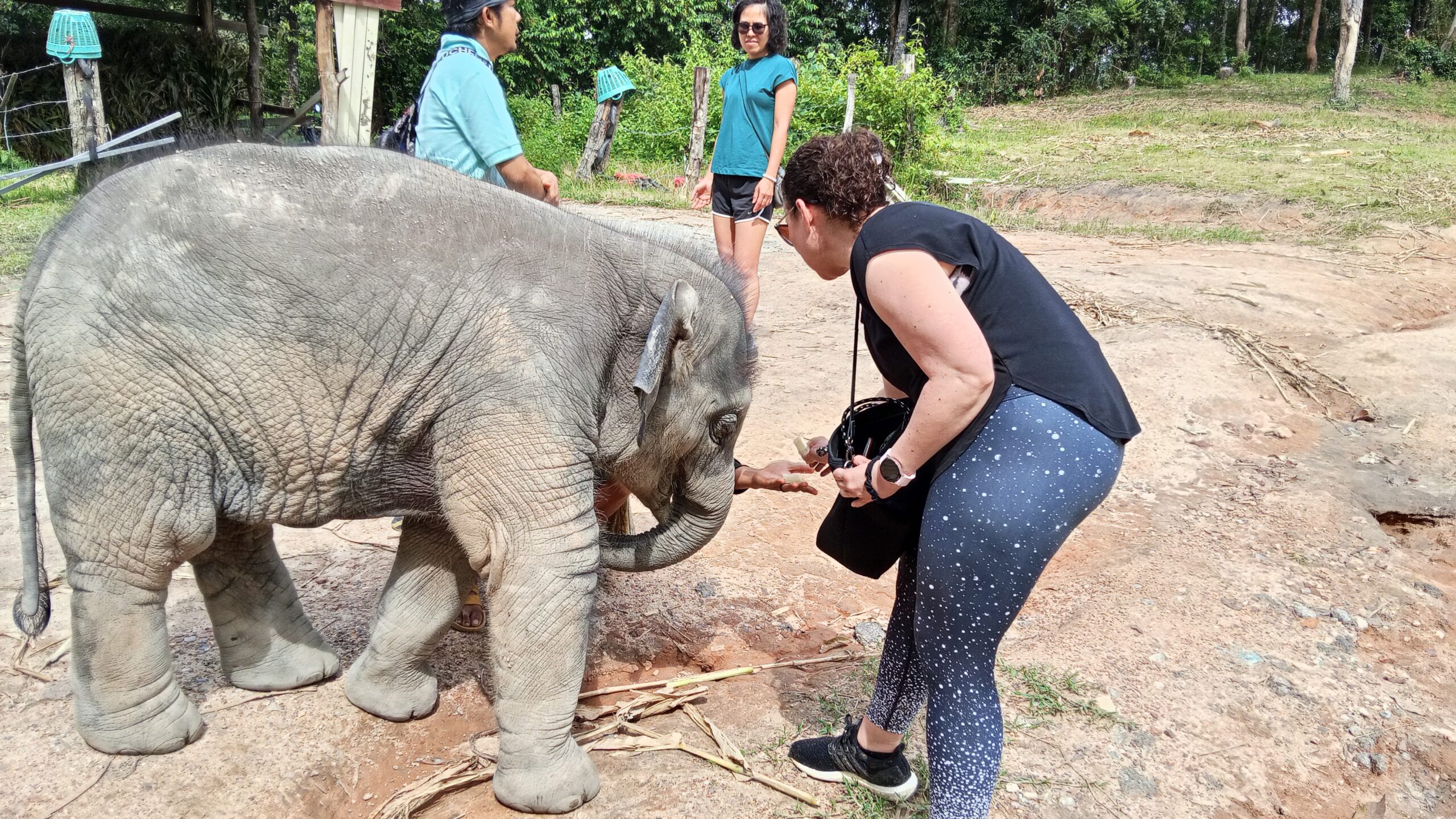 Doi Inthanon National Park Hiking+ Elephant Care - Image 27