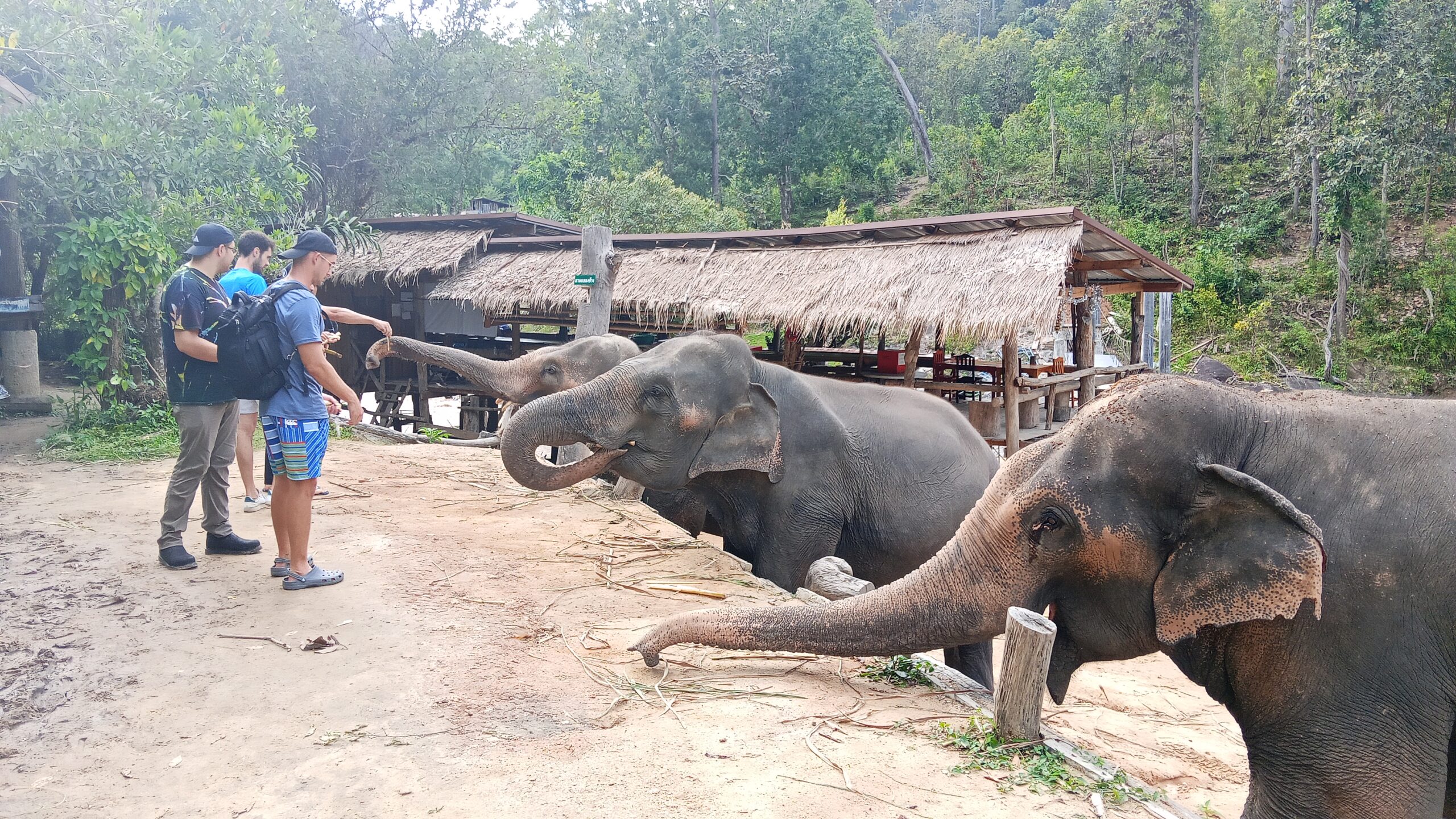 Doi Inthanon National Park Hiking+ Elephant Care - Image 17