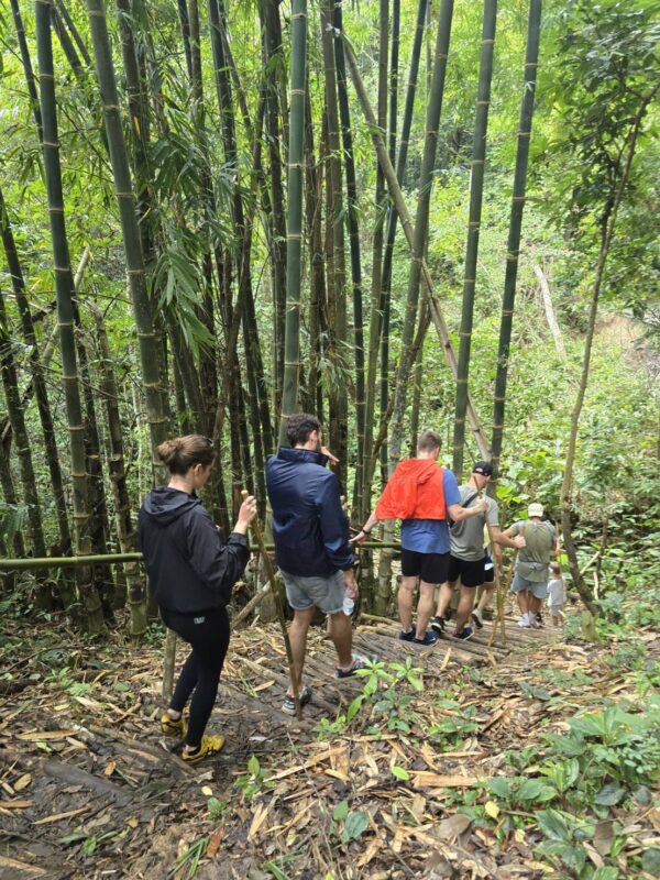 Doi Inthanon National Park Hiking+ Elephant Care - Image 3