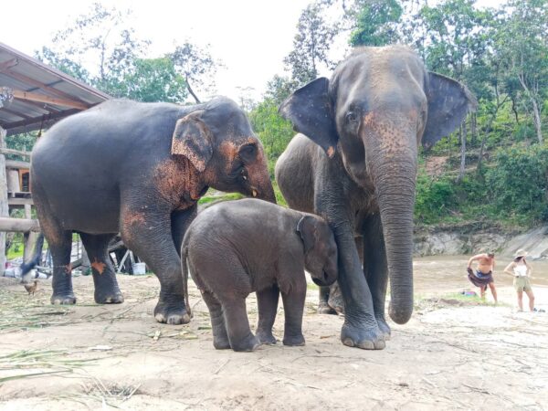 1 Day Elephant Care - Image 2