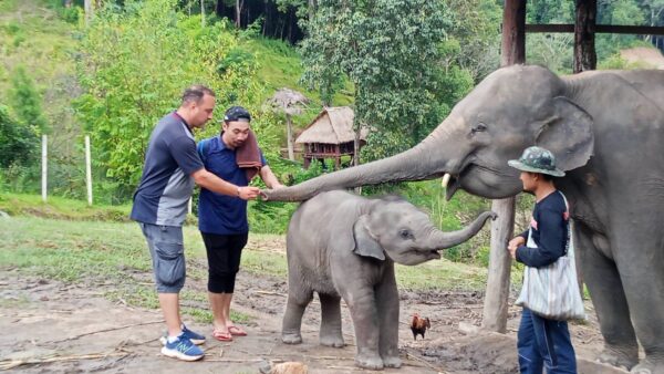 1 Day Elephant Care - Image 4