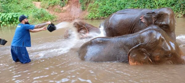 1 Day Elephant Care - Image 9