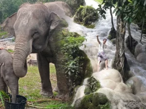 1 Day Elephant Care + Sticky Waterfall
