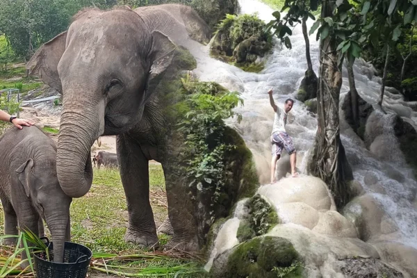1 Day Elephant Care + Sticky Waterfall