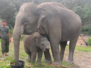 Half Day Elephant Care (Morning Tour)