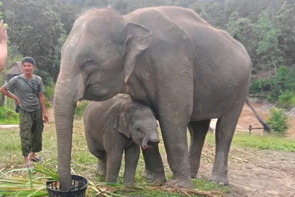 Half Day Elephant Care (Morning Tour)